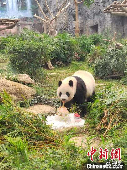 澳门市政署特制精美冰蛋糕为三只大熊猫庆生