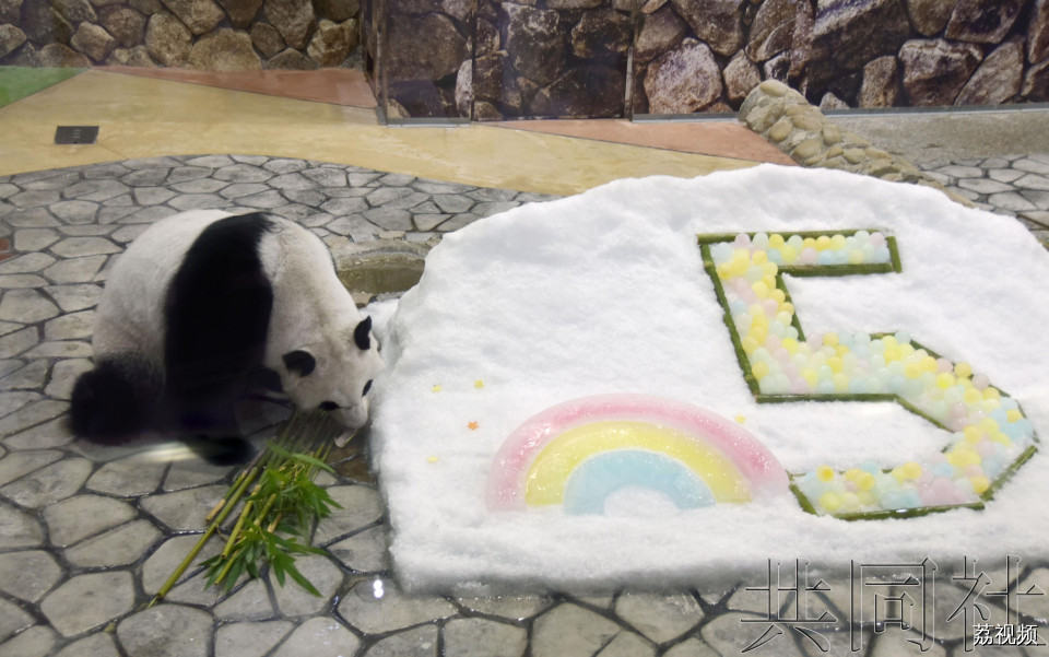 旅日大熊猫“彩滨”迎五岁生日 园方为它送上特别礼物