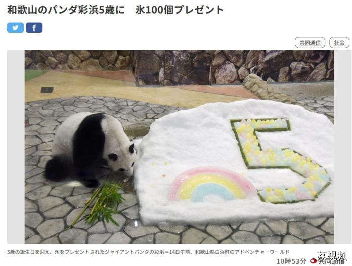 旅日大熊猫“彩滨”迎五岁生日 园方为它送上特别礼物
