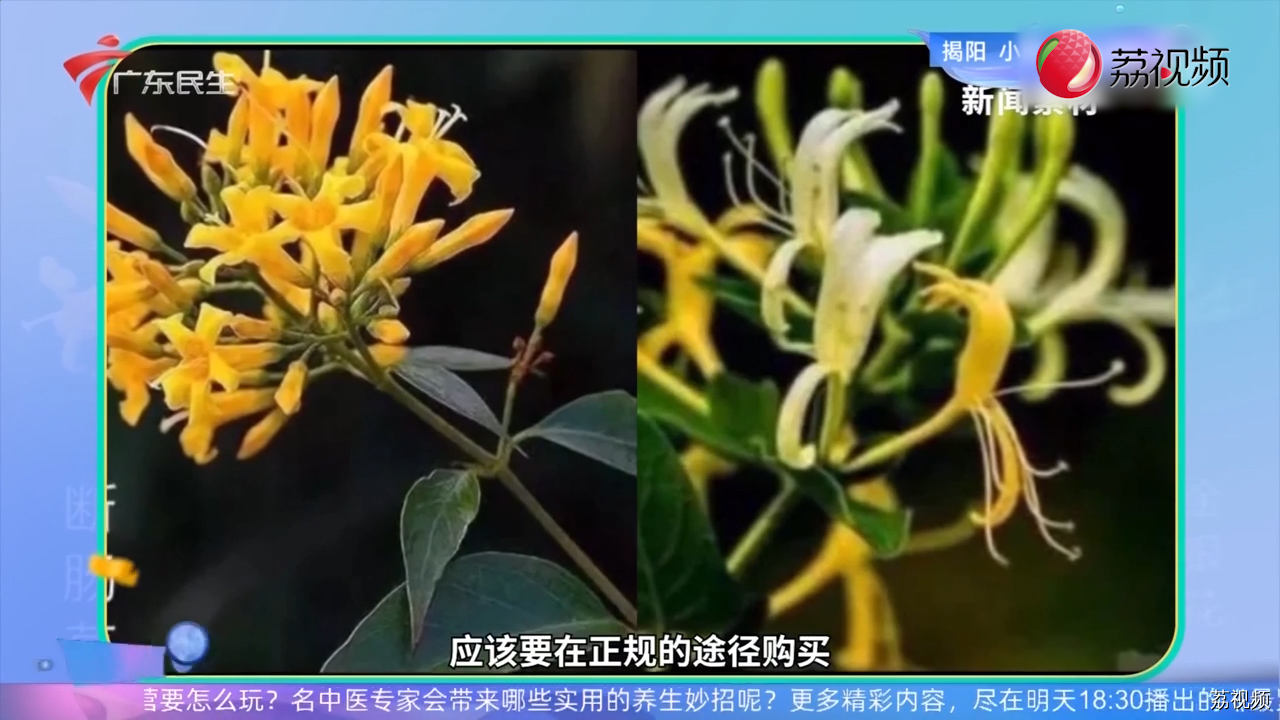 “五指毛桃”中毒？医生：那是钩吻中毒