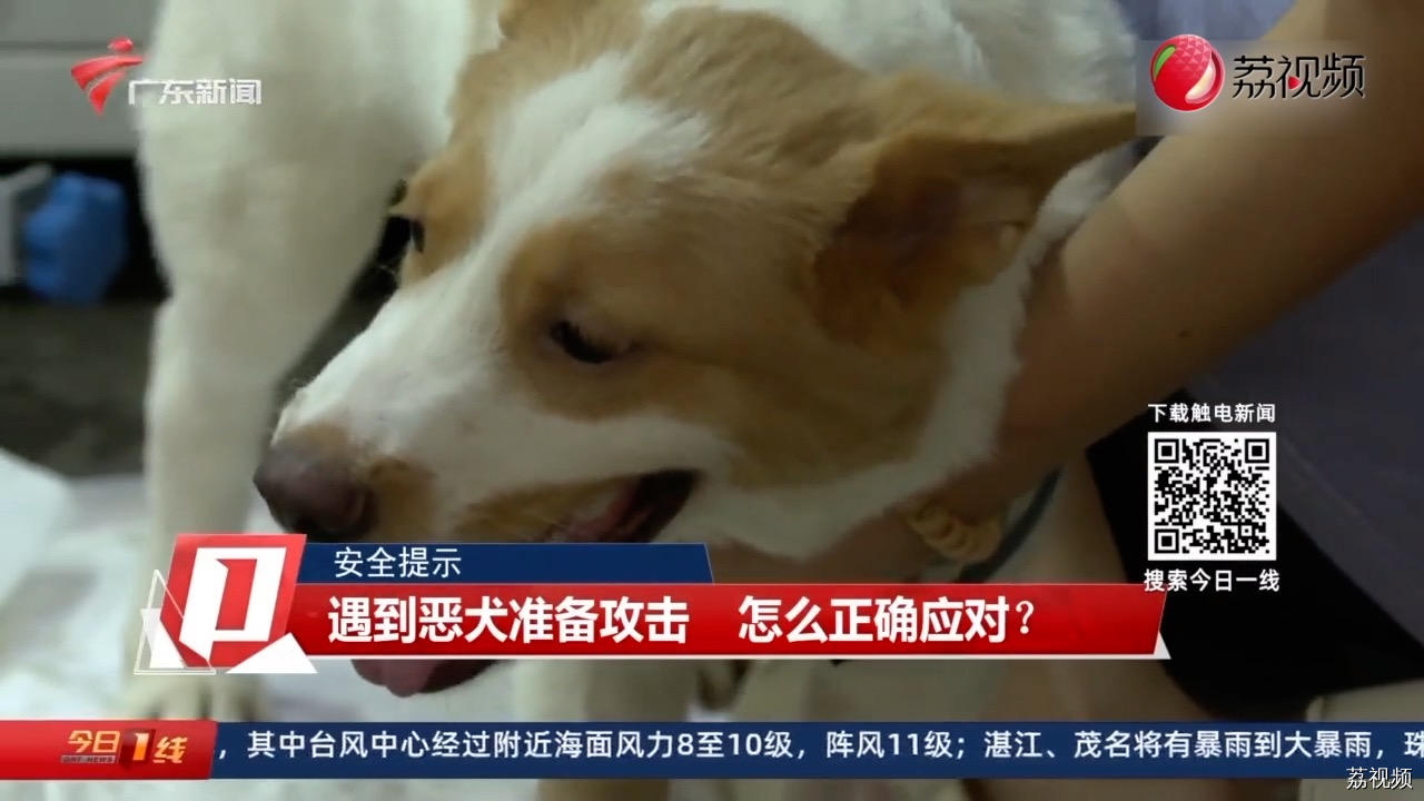 【安全提示】遇到恶犬准备攻击 怎么正确应对？