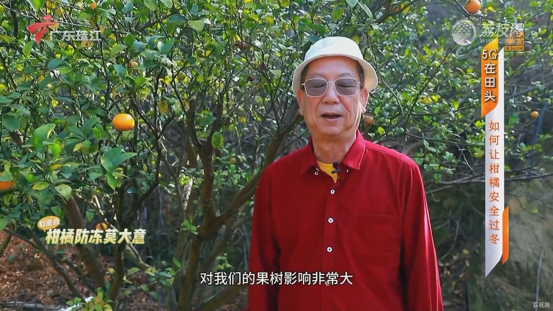 5G在田头：如何让柑橘安全过冬