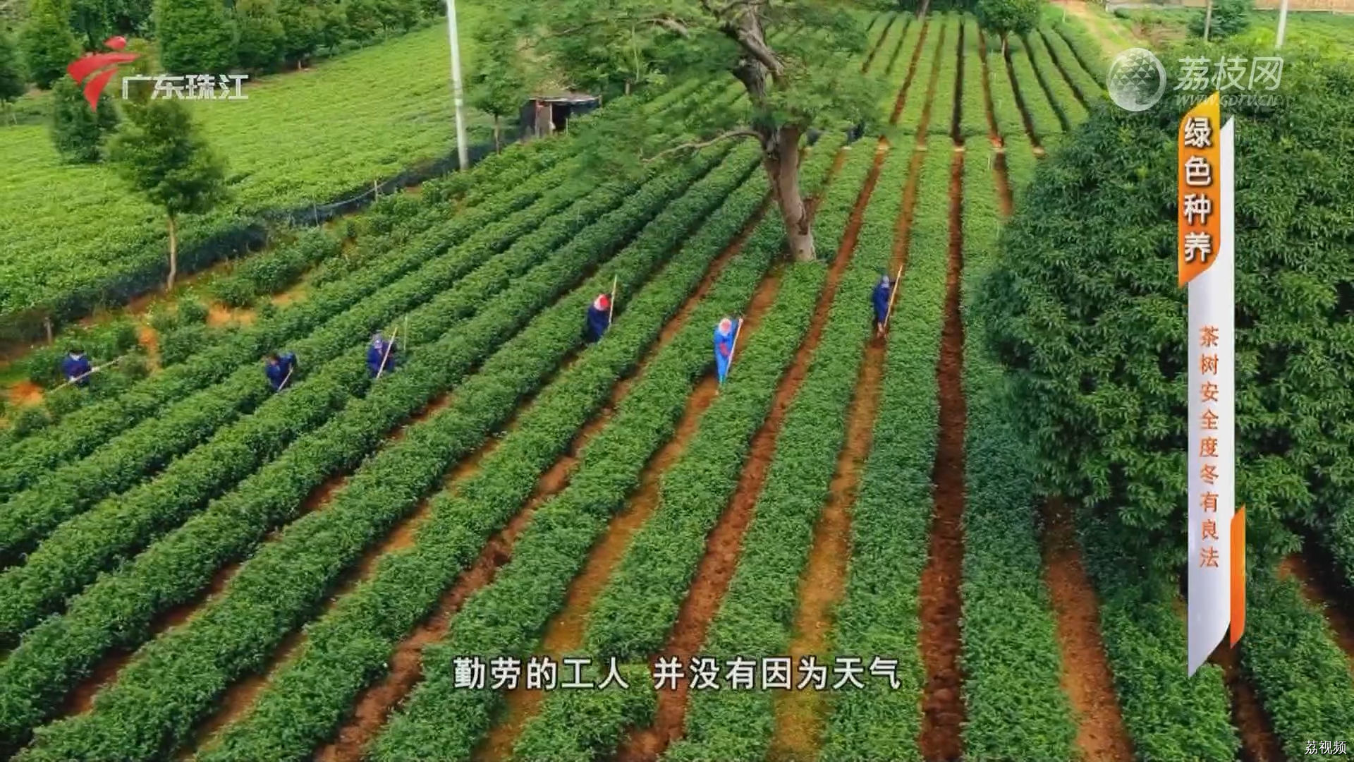 绿色种养：茶树安全度冬有良法