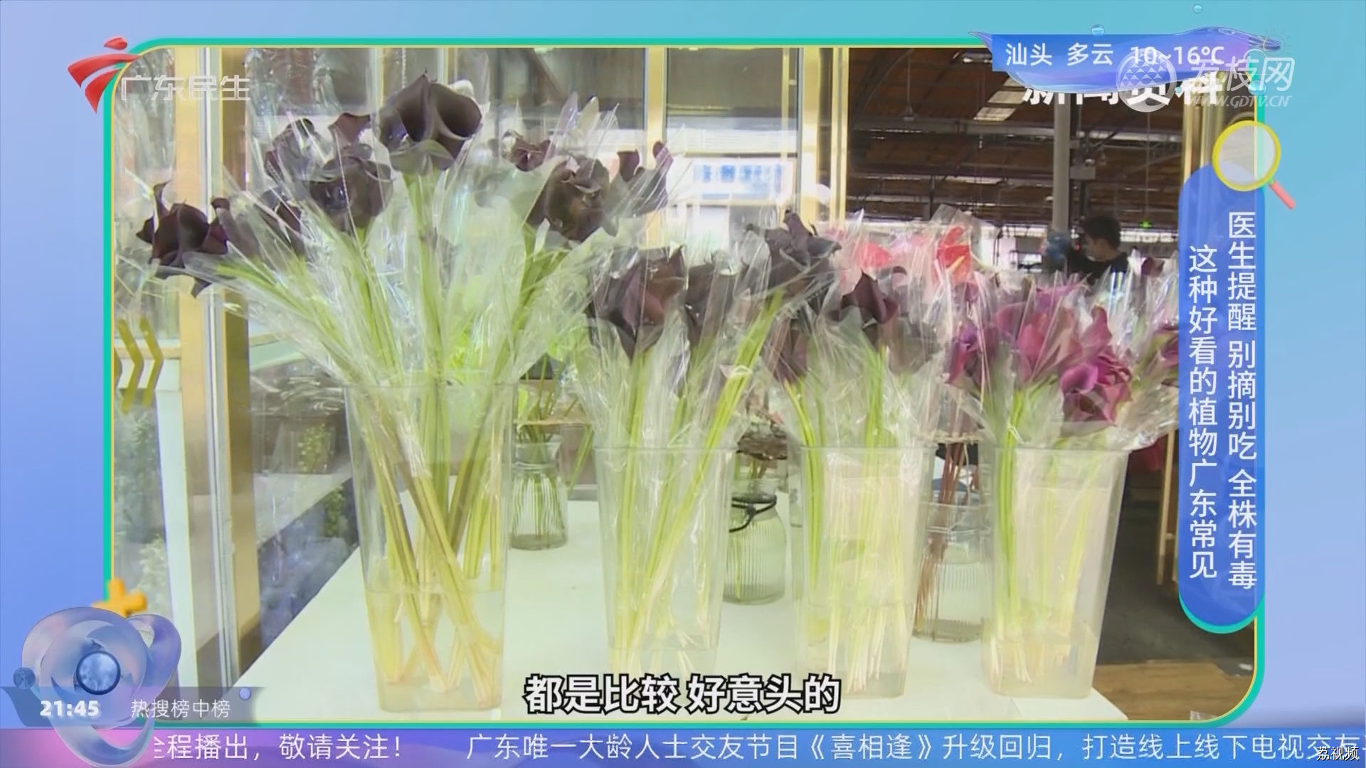 这种好看的植物广东常见 医生提醒 别摘别吃 全株有毒