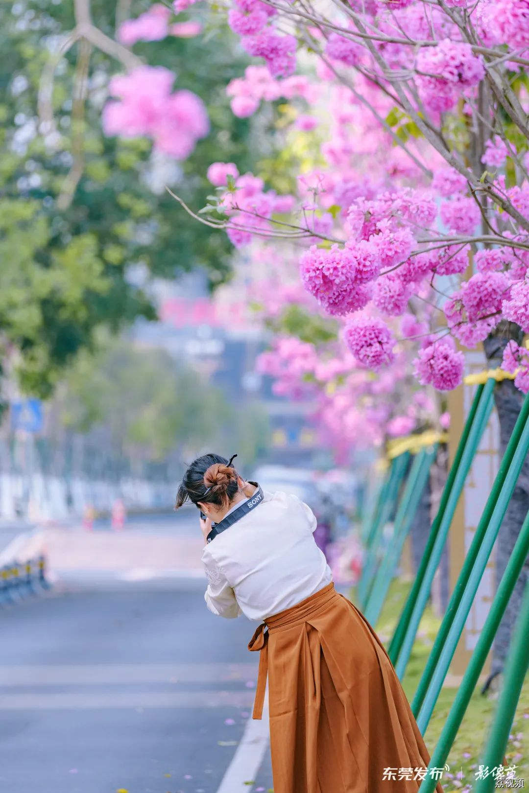 我的城市，尽是繁花！东莞新春赏花指南→