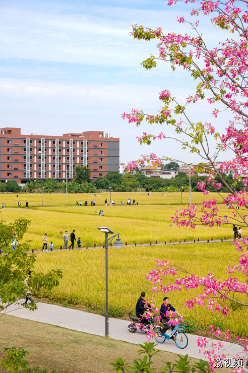 我的城市，尽是繁花！东莞新春赏花指南→