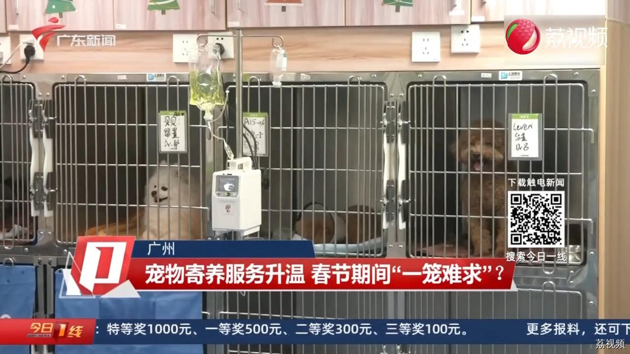 广州春节宠物寄养一笼难求