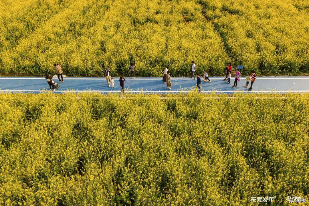 我的城市，尽是繁花！东莞新春赏花指南→