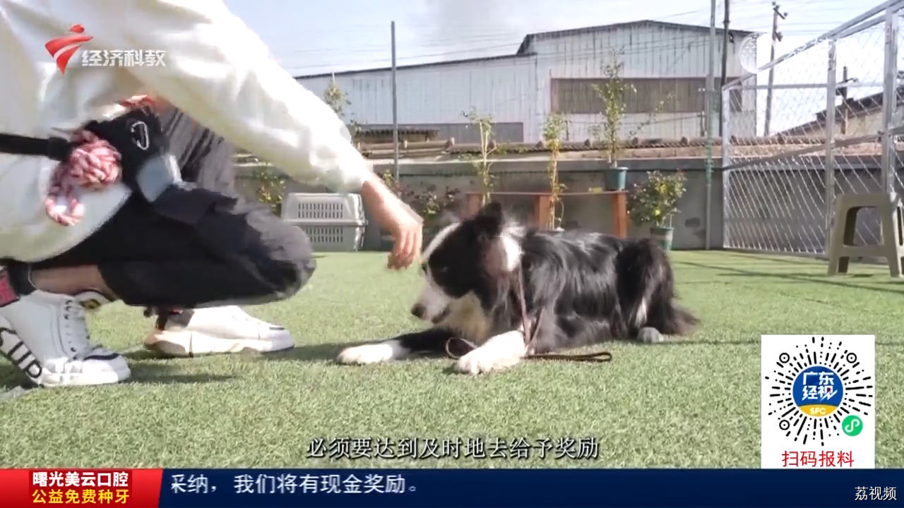 做训犬师是怎样一种体验