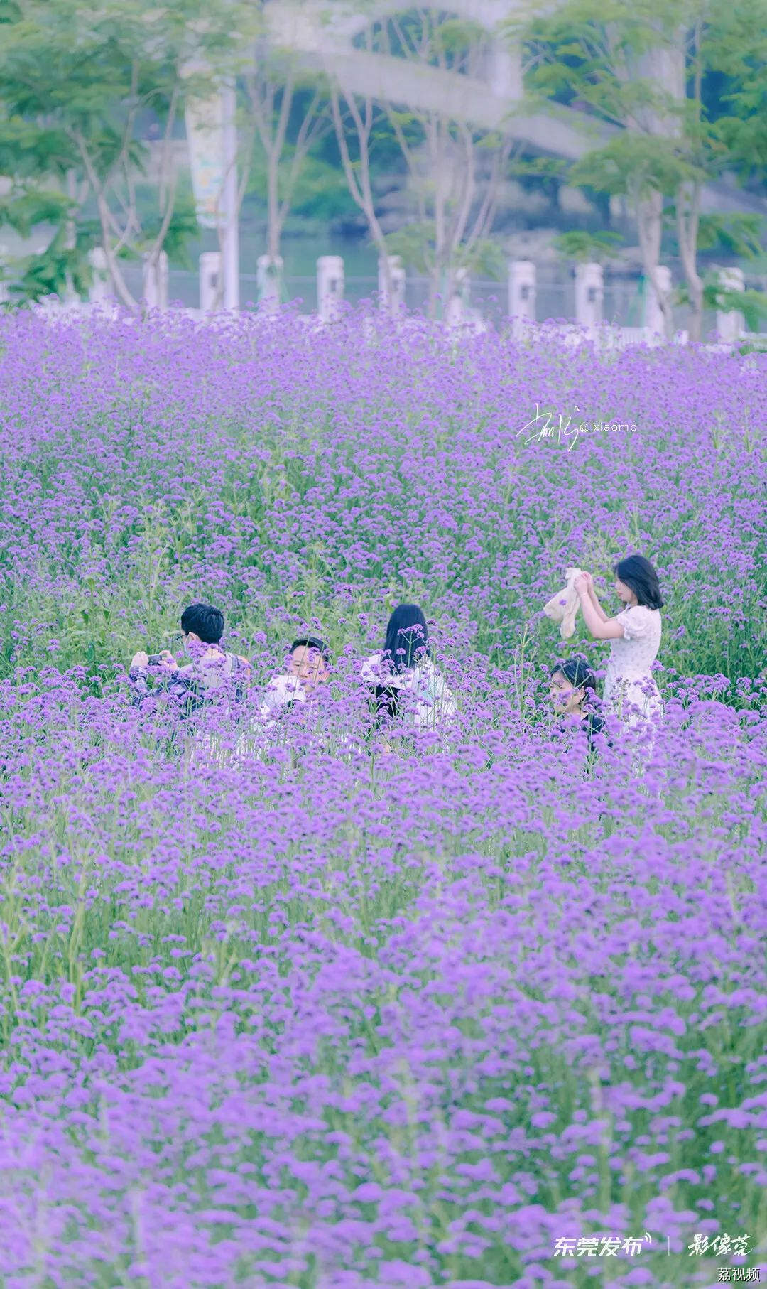 我的城市，尽是繁花！东莞新春赏花指南→