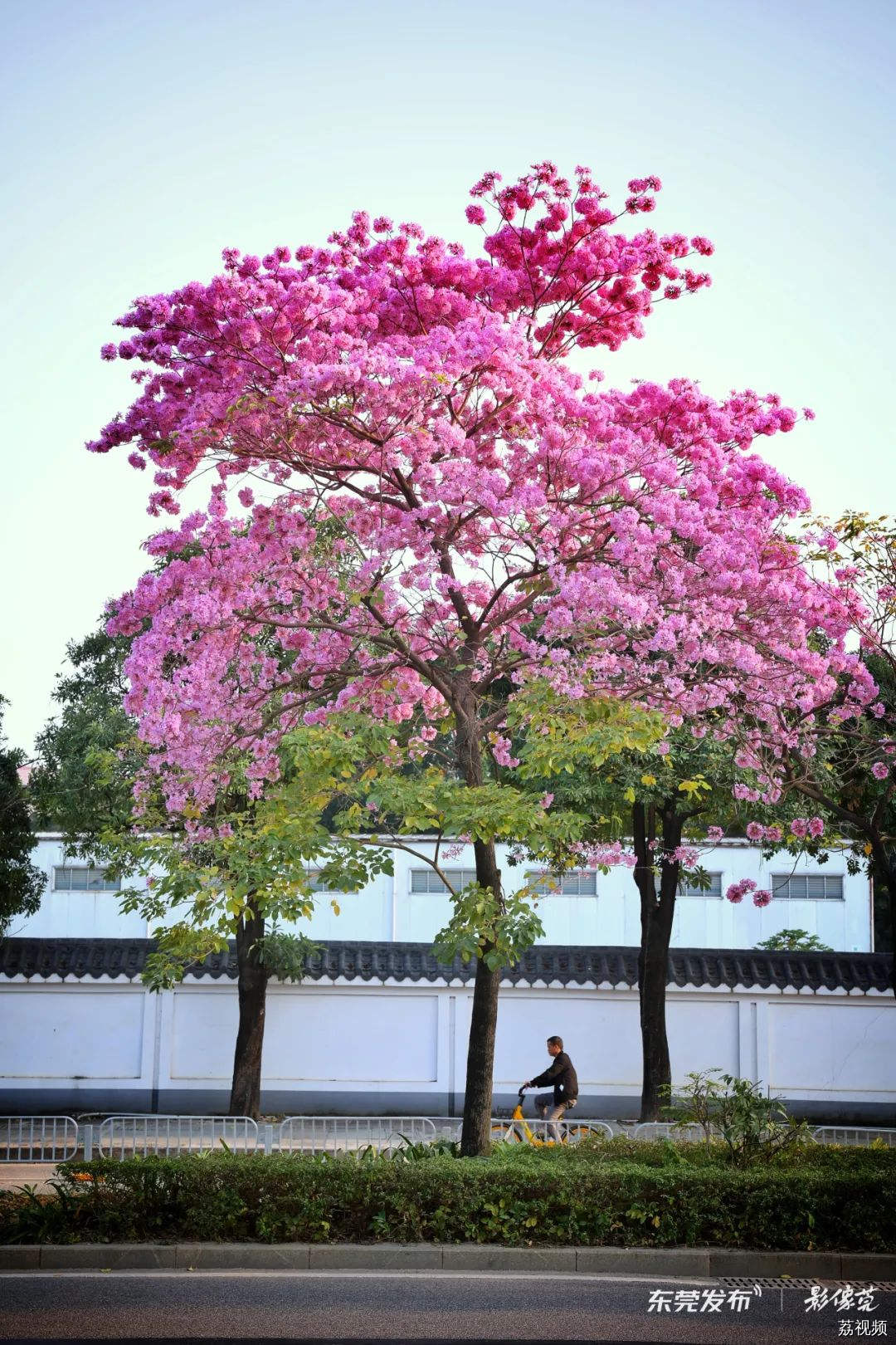 我的城市，尽是繁花！东莞新春赏花指南→