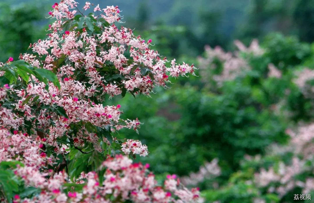 我的城市，尽是繁花！东莞新春赏花指南→