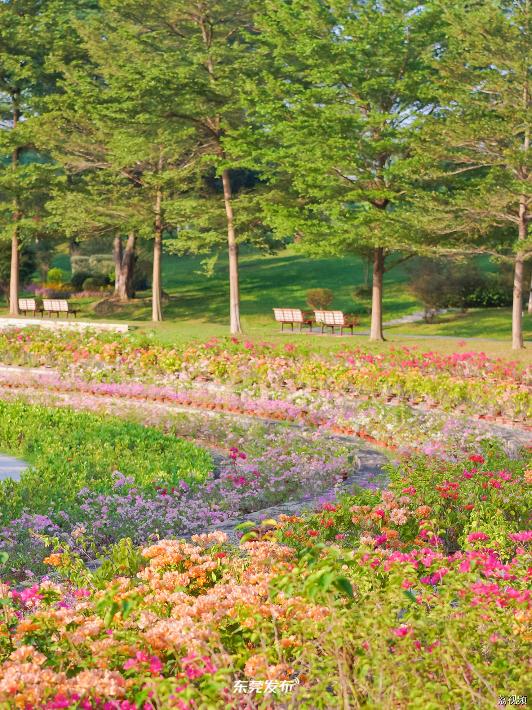 我的城市，尽是繁花！东莞新春赏花指南→