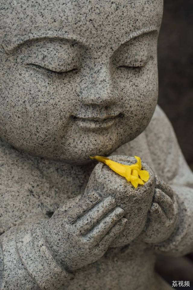 绿色越秀 | 春光灿烂！光孝寺黄花风铃木盛开