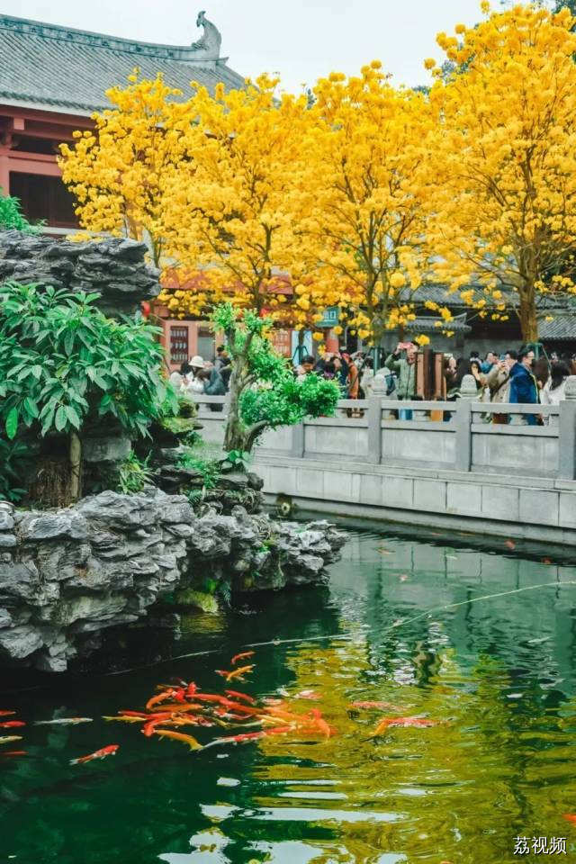 绿色越秀 | 春光灿烂！光孝寺黄花风铃木盛开
