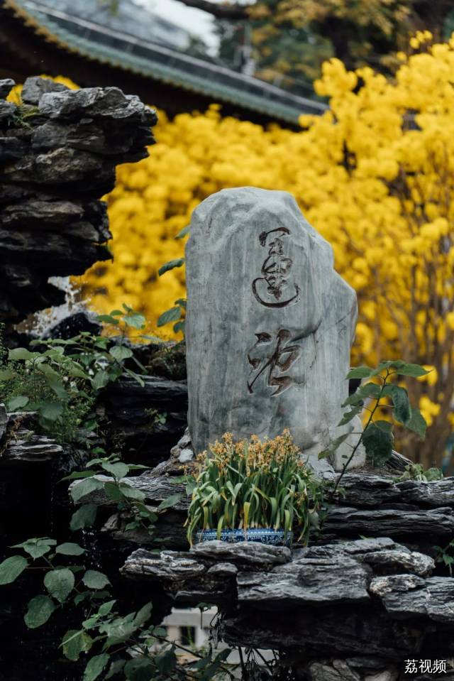 绿色越秀 | 春光灿烂！光孝寺黄花风铃木盛开