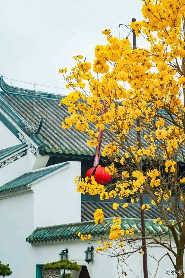 绿色越秀 | 春光灿烂！光孝寺黄花风铃木盛开