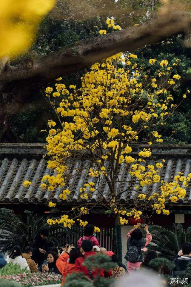 绿色越秀 | 春光灿烂！光孝寺黄花风铃木盛开