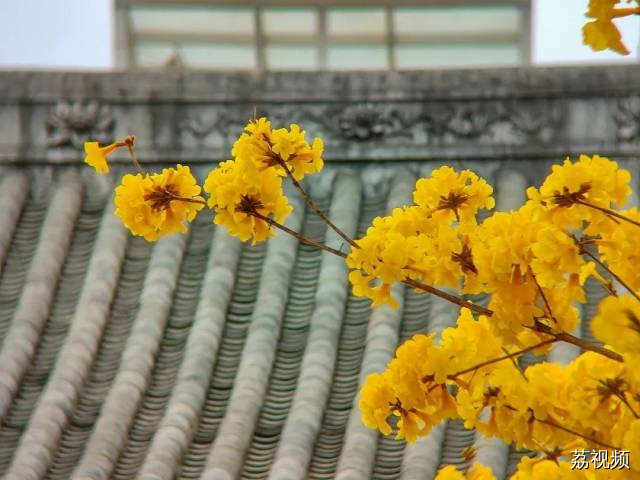 绿色越秀 | 春光灿烂！光孝寺黄花风铃木盛开