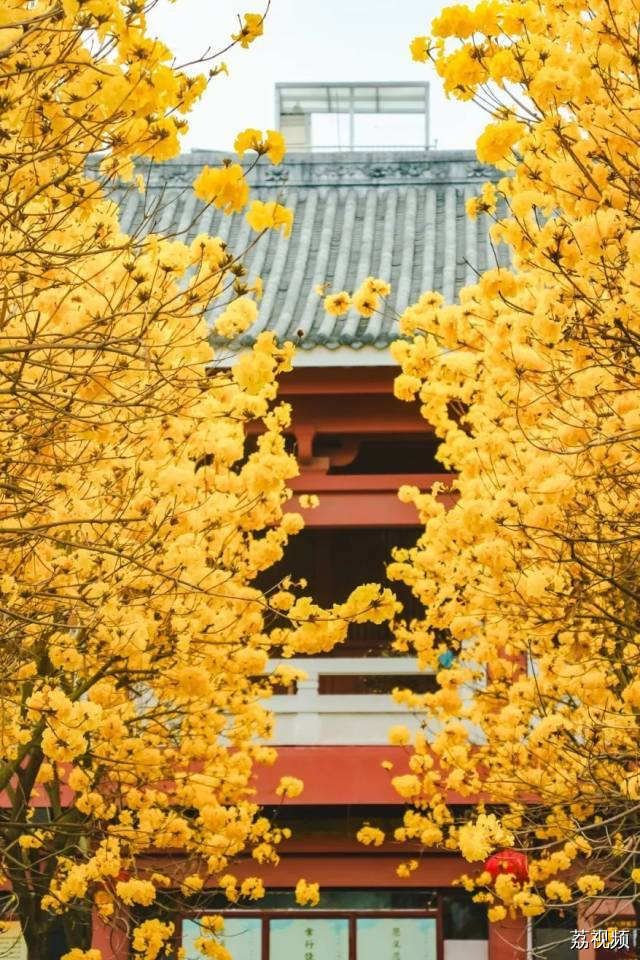 绿色越秀 | 春光灿烂！光孝寺黄花风铃木盛开