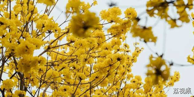 绿色越秀 | 春光灿烂！光孝寺黄花风铃木盛开
