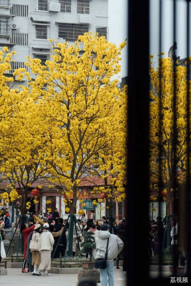 绿色越秀 | 春光灿烂！光孝寺黄花风铃木盛开