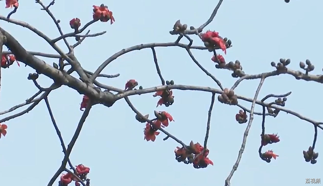 请到广东过大年 | 广州的木棉开了！打卡春日限定的“红红火火”