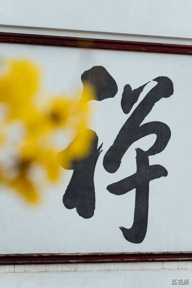 绿色越秀 | 春光灿烂！光孝寺黄花风铃木盛开