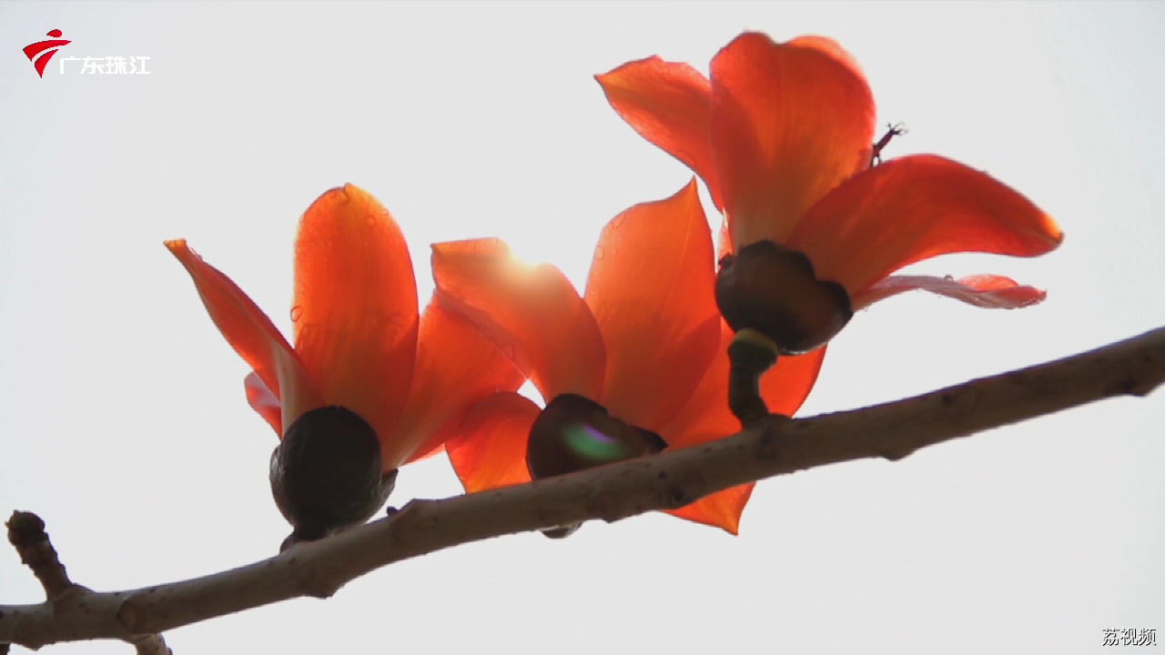 走进充满温情与乡愁的世界，诉说对家的依恋