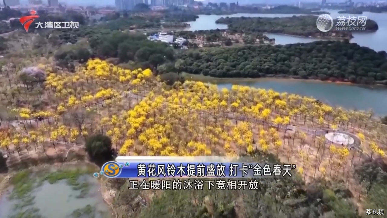 湖滨黄花铃木盛放 提前打卡“金色春天”