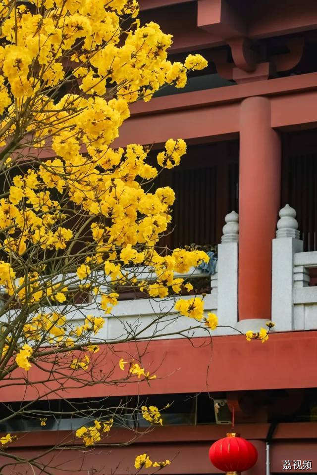 绿色越秀 | 春光灿烂！光孝寺黄花风铃木盛开