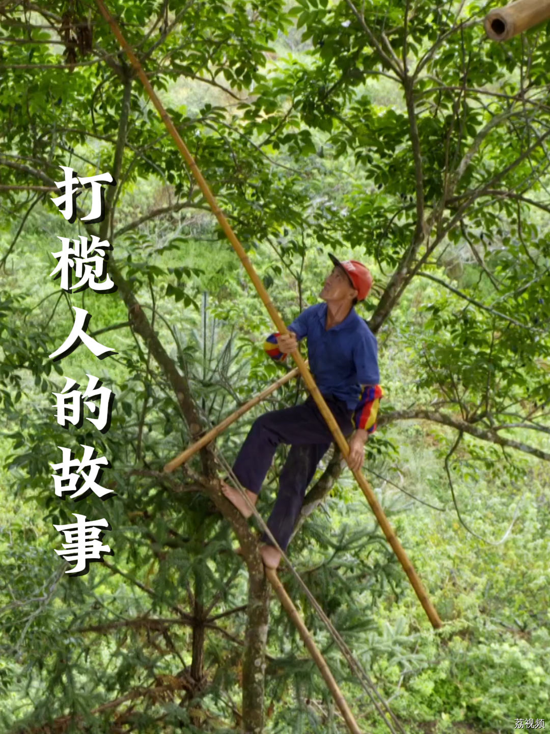 获取一颗颗小小的榄角有多不易？ #热点 #家常菜 #老广的味道