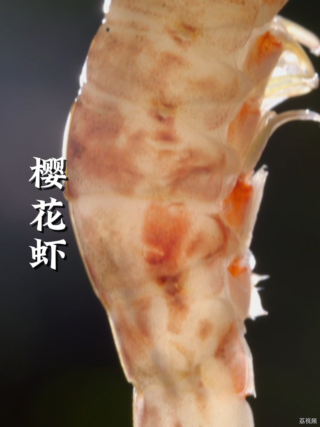 通体粉红若樱花的樱花虾，简直不要太好吃了