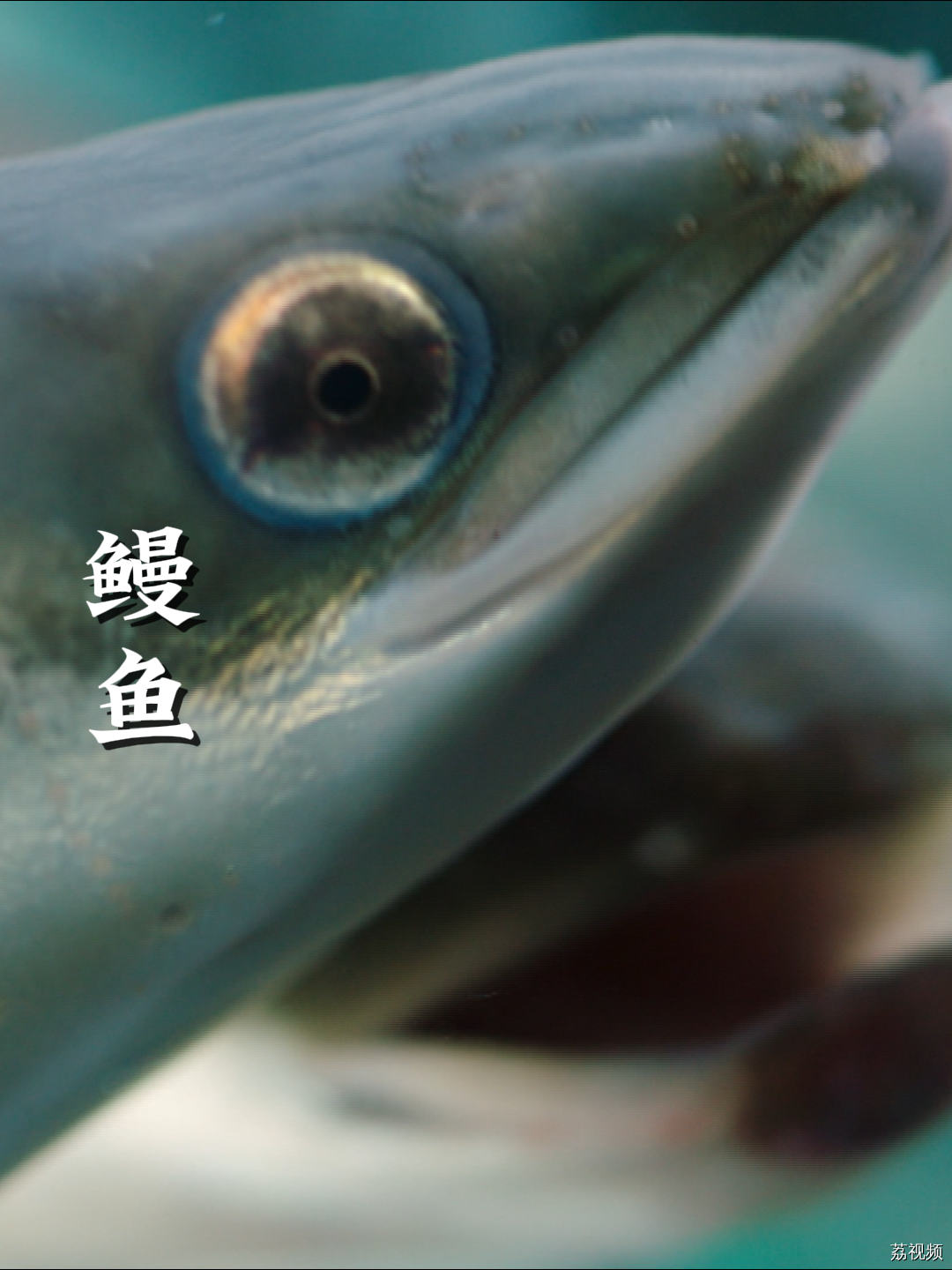 鳗鱼总被误以为是进口货，但其实大多都是广东鳝！#纪录片 #老广的味道 #家常菜