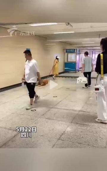 好超前的精神状态!小狗说摆烂就摆烂~主人：还好出门戴口罩了，没脸见人了……小狗：还好出门带包子了🤤