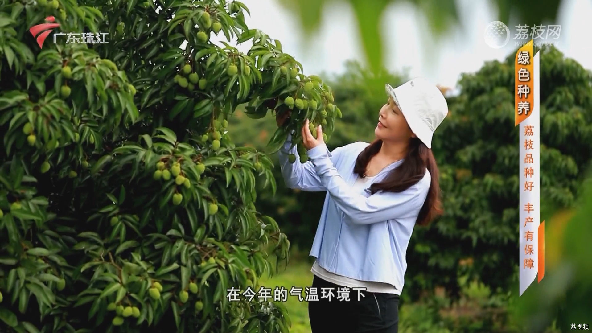 [2024-05-15]摇钱树：绿色种养：荔枝品种好 丰产有保障