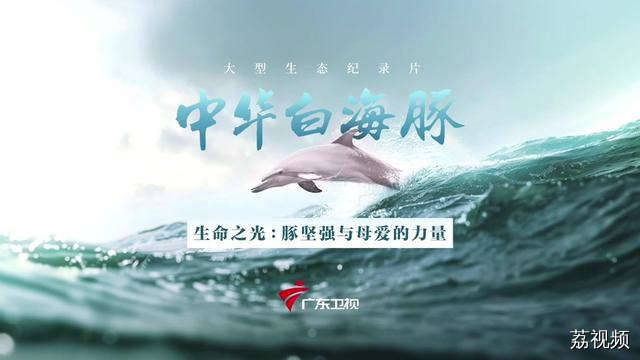 生命之光：豚坚强与母爱的力量 你听说过“豚坚强”吗？这是一位身受重伤却顽强活了20多年，并成功生下三个孩子的白海豚妈妈。