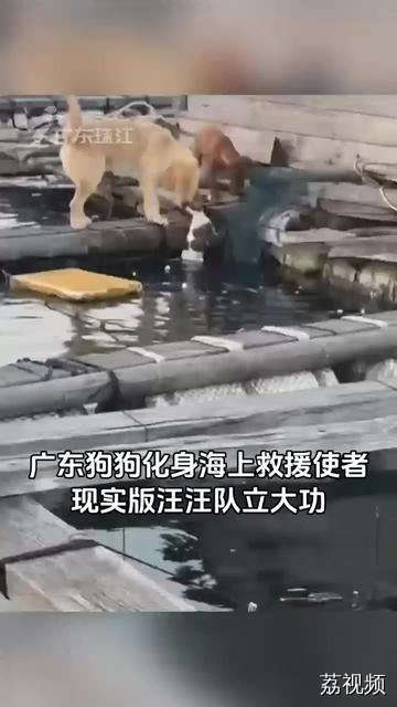 近日，广东一大黄狗化身海上救援使者，连救两只小狗。网友：现实版汪汪队立大功！