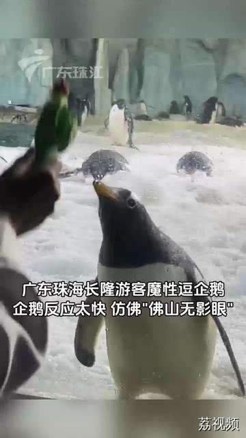 近日，一游客在珠海长隆海洋王国逗企鹅，企鹅反应快得像“佛山无影眼”，画面太过魔性。