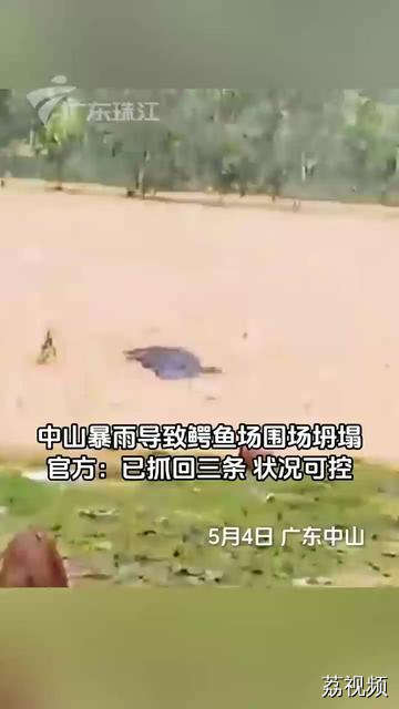 中山暴雨导致鳄鱼场围场坍塌导致鳄鱼出逃，当地农业部门：已抓回三条，还有一条在布控