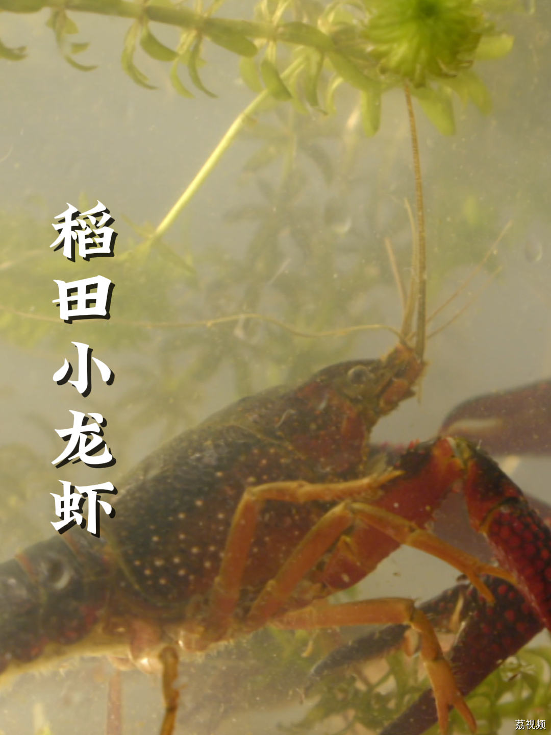 你见过稻虾共养的小龙虾吗？这样的养殖方法小龙虾更干净卫生哦～#老广的味道 #纪录片 #家常菜