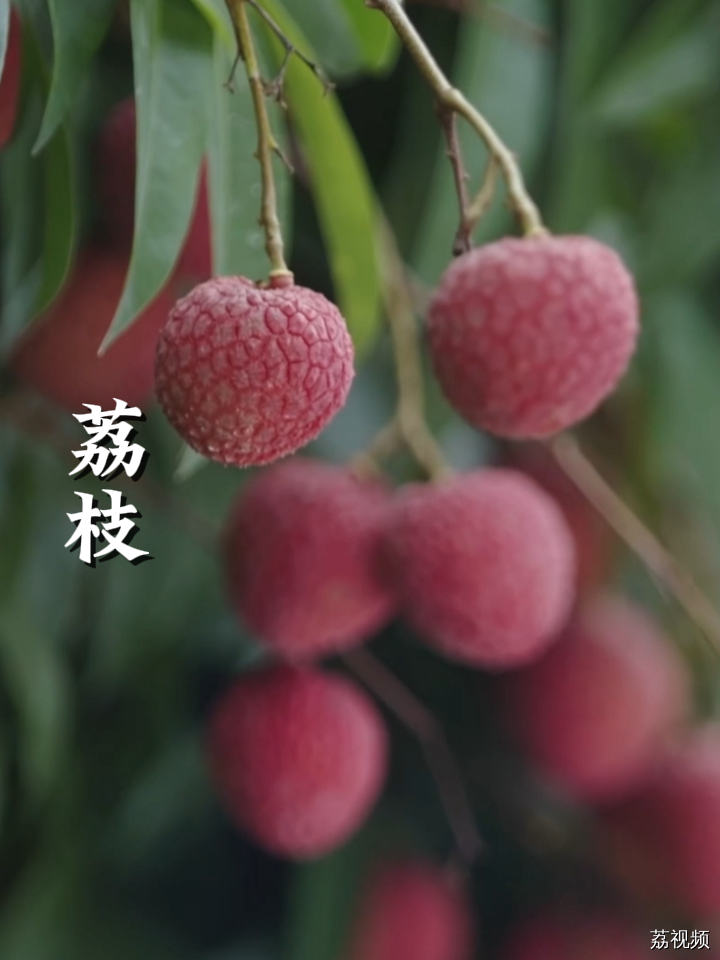 一颗荔枝竟能拍出55万的高价？？#老广的味道 #纪录片
