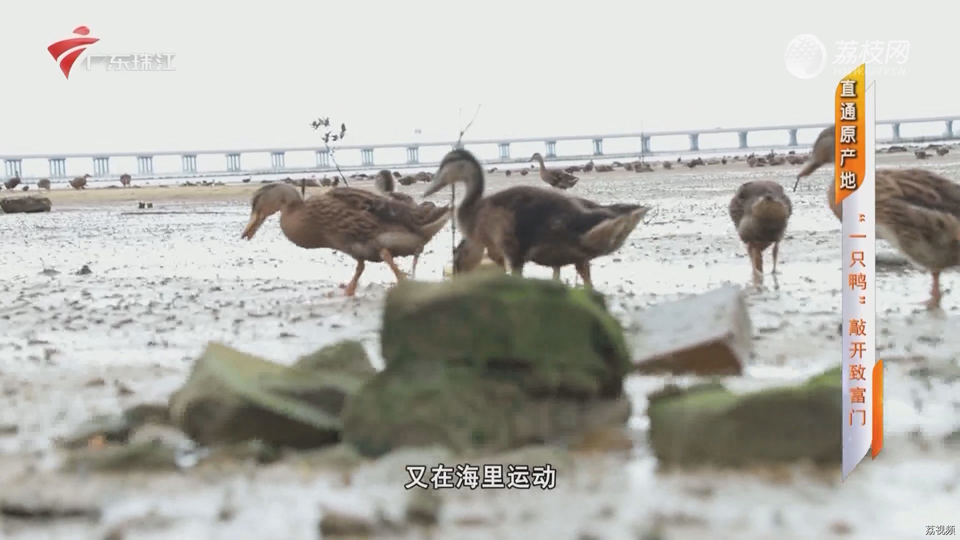 摇钱树：直通原产地：“一只鸭”敲开致富门