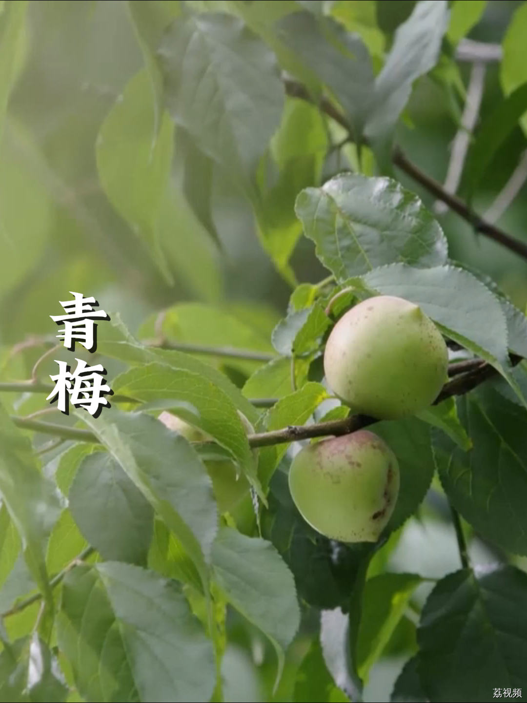 口渴了吗？看看这个视频，体验一下真·望梅止渴。#老广的味道 #纪录片 #家常菜