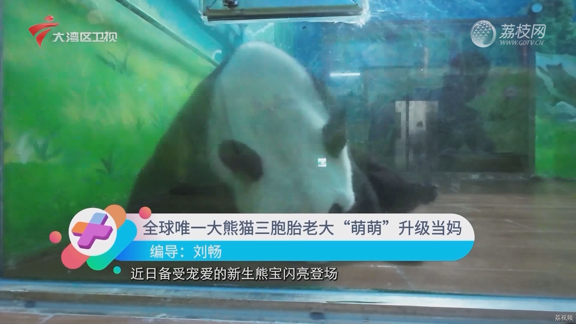 全球唯一大熊猫三胞胎老大“萌萌”升级当妈