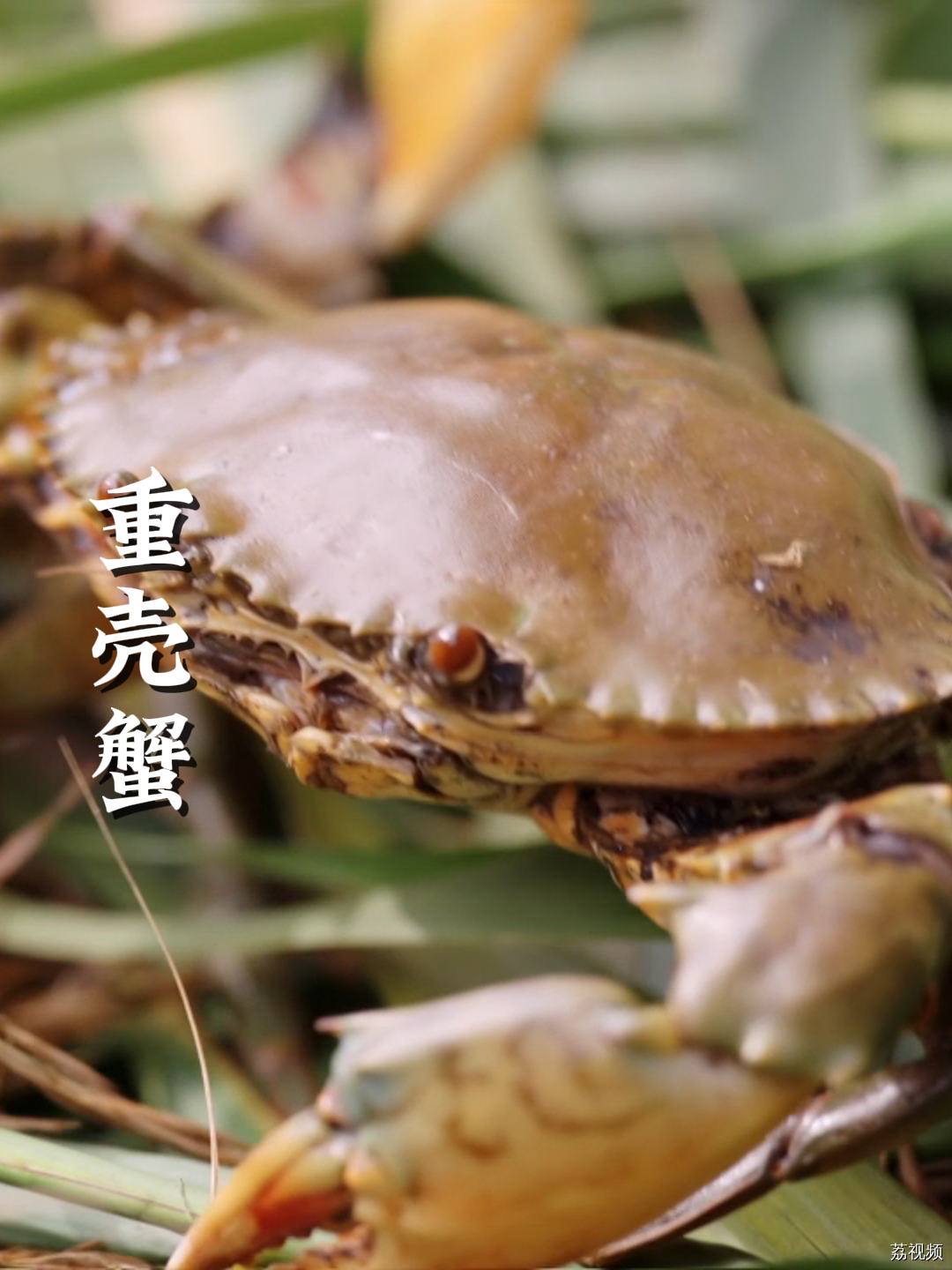 多一层壳，价格就贵几倍？#老广的味道 #纪录片 #家常菜