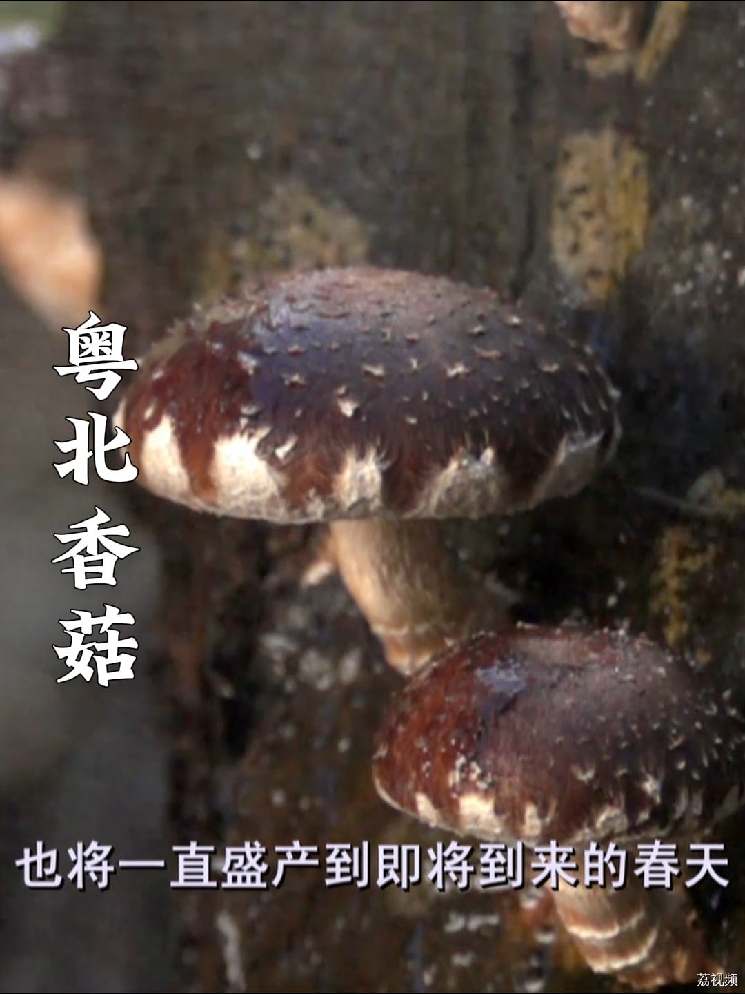 咱们平时吃的香菇都是怎么长出来的？#老广的味道 #纪录片 #家常菜