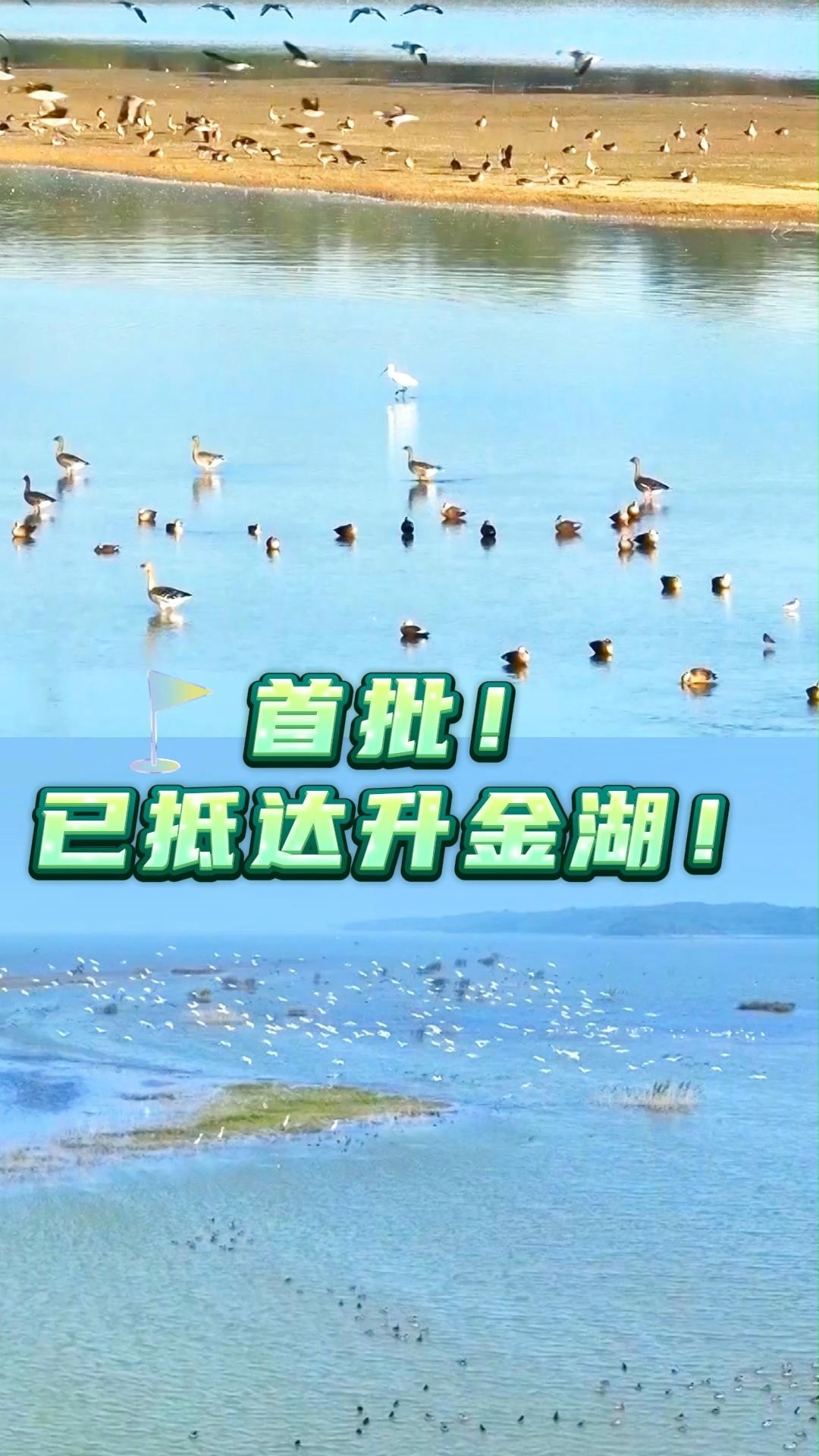 首批越冬候鸟！已抵达升金湖！ | 荔视频