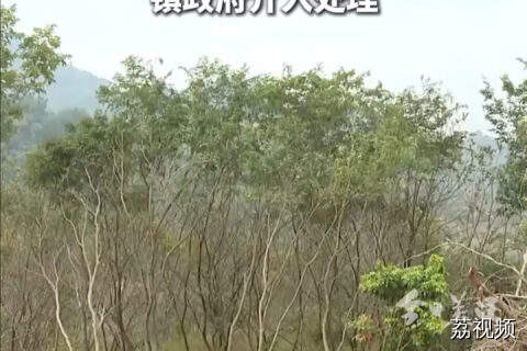 过百棵黄花梨被毁 村民：“种了十几年  很心痛”