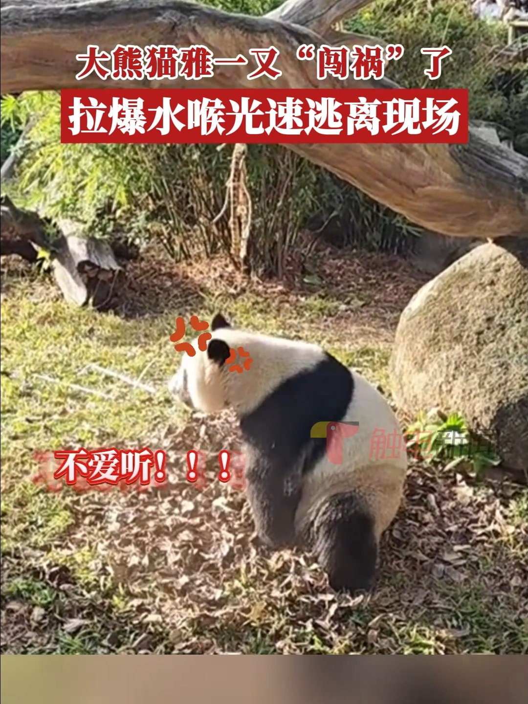 大熊猫雅一又“闯祸”了，拉爆水喉光速逃离现场
